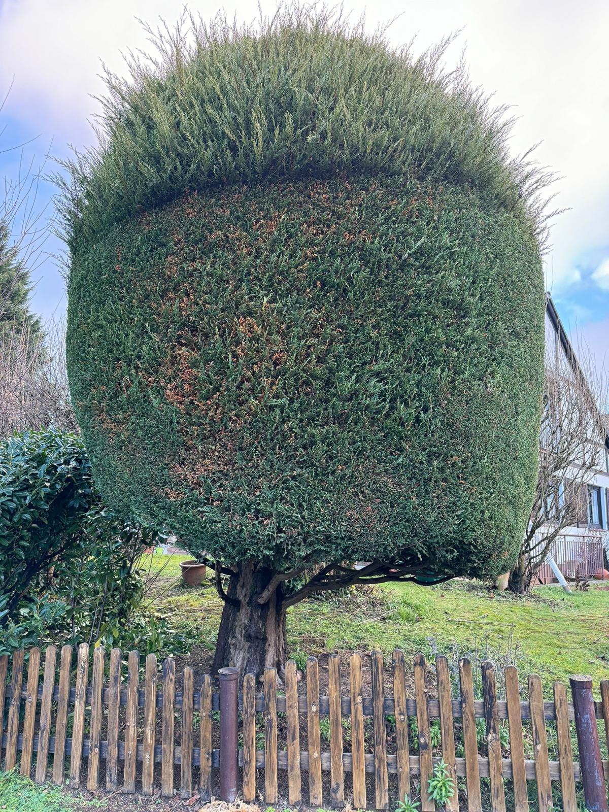 Gartenpflege Projekt 17